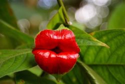 unexplained-events:  Psychotria Elata Also commonly known as Hooker Lips or the Hot Lips Plant for the shape of its bright red bracts that resemble two luscious lips, this plant is found in the tropical rain forests of Central and South American countries