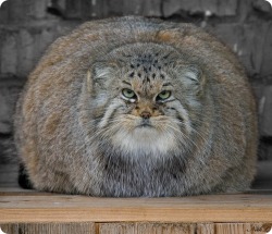thc-kittyy:  voidwish:tairupanda:derschneefiel:  The Pallas´s Cat, also called Manul, is a small wildcat living in the grasslands and steppe of central asia.It is named after the german naturalist Peter Simon Pallas, who first described the species