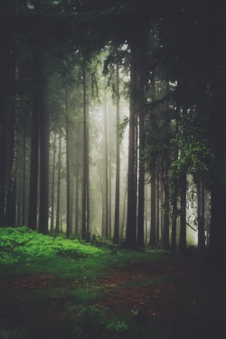 decepticun:  Dark side of the forest | Hynek Hampl             
