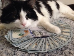teriel:  alxbngala:  Money Cats masterpost,   to have your LIFE!! filled with money.  Money cat is a wealthy cat 