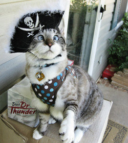 Just in case you’re having a rough week, here’s a cross-eyed kitty in a pirate hat