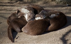 dailyotter:  No Nap Is Cozier Than When Otters Nap Via Missud