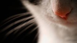 mothernaturenetwork:  The science behind your cat’s most adorable featuresThere’s much to admire about your kitty’s cute little paws, nose and whiskers — but there’s some amazing biology at work as well.