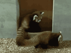 gothiccharmschool:  hardforbrandon:  THE FIRST POUNCE WAS ADORABLE, BUT THE SECOND ONE?????? I CAN’T TAKE THIS.  The rumors that I behave like red pandas are COMPLETELY UNSUBSTANTIATED. ::pounce:: 