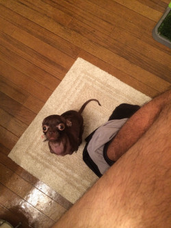 urluring:  awwww-cute:  My girlfriend’s rat dog doesn’t let me poop in peace  LOOK INTO ITS EYES 