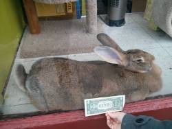 psychogemini: cheezetits:  sweet-bitsy:  awwww-cute:  Went to a pet store today and saw this GIANT rabbit  So you decided to throw money at it like a stripper  stop the objectification of rabbits now   THE DOLLAR IS FOR SIZE COMPARISON ARE YOU SERIOUS
