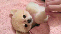 cutiepatooti-e:  kawaiicosplayfashionthings:  the dog enjoy  massage  OMFL 