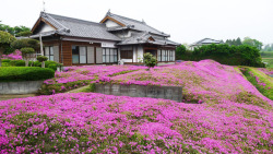 love: This loving husband spent two years planting thousands of flowers for his blind wife to smell.  After going blind,   Mrs. Kuroki  become depressed and withdrawn, secluding herself in their home.  Her husband decided to plant a flower garden where