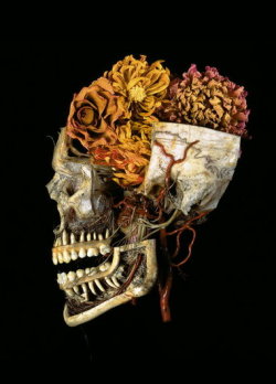 sixpenceee:    The anatomical preparation of a skull joined the Mutter Museum collection in 1888. Steven Katzman photographed it with dried dahlias in 1994. (Source)