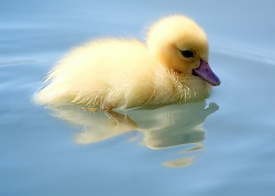 sorchaception:  lithura:  mindlessdoodler:  Duckies!  cheep!  OH MY GOD THAT LAST PICTURE *MELTS* 