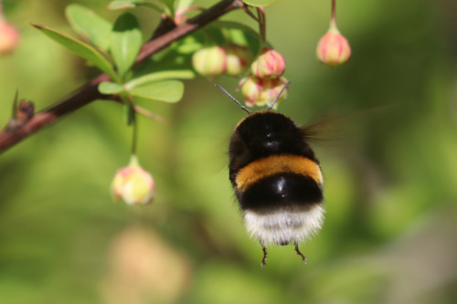 michaelnordeman:The bumblebees really like our Japanese barberry.