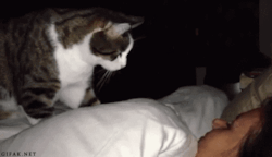 animal-factbook:  Cats are sometimes employed to check on sick humans at night, ensuring that they are still alive and well. For example, patients who have gotten concussions need to be woken up at night and so the family will hire a cat to do so or train
