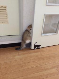 kristynfergie:  kittenanarchy:  kawaii-animals-only:  She thinks she’s hiding  help her she’s so small   THOSE EYES