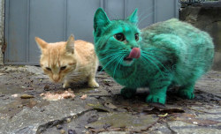 garfeildlogan:komeiju:  catsbeaversandducks:  “What’s everyone looking at??” So, there has been a green cat walking around the streets of Varna, Bulgaria this week. Many believed that it must’ve been the work of some awful vandals and started