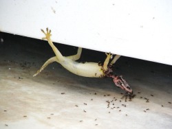 Gecko tenacity transcends death. Gruesome, awesome.