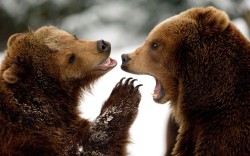 theanimalblog:  Two brown bears appear to be gossiping as they play in the snow at the Hagenbeck zoo in Hamburg, northern Germany.  Picture: SVEN HOPPE/AFP/Getty Images 