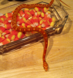 toothpaste-face:  mayzie you’re a corn-snake not a candy-corn-snake get it together 