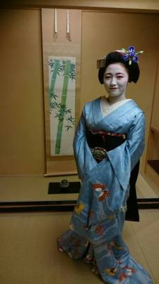 geisha-kai: Maiko Koharu for May 2017: light blue butterfly kimono and black obi with origami cranes by Shigemori okiya - blog   ༼ つ ◕◡◕ ༽つ  Geisha-kai on P a t r e o n || Instagram    