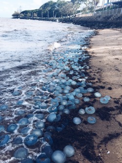 danpowdan:  Dead Jellyfish at the beach today.