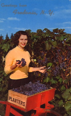bad-postcards:  THE GREAT GRAPE BELTGreetings from Fredonia, New YorkHARVEST TIME IN THE GREAT CONCORD GRAPE BELT ALONG LAKE ERIE.