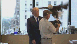 gs-goldstarz:  kropotkindersurprise:  2015 - Here are some gifs of Donald Trump being attacked by a bald eagle named Uncle Sam, literally the least patriotic thing that can happen to an American. [video]  #the freedom bird has rejected him 