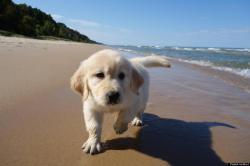 nanalew:  pup at da beach 