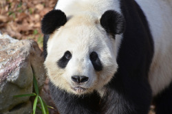 pandasneedourlove:  Tian Tian Has A Lovable Face by Dan Dan The Binary Man on Flickr.January 1, 2014: Tian TIan; adult ale Giant Panda; Smithsonian’s National Zoo , Washington DC. [DSC_9648]