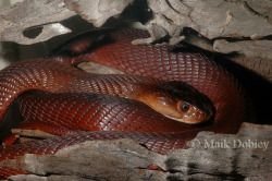 dandalf-thegay:  exotic-venom:  (Naja pallida) red spiting cobra   This cobra is so spiteful