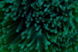 benhorton83:  A sea anemone close up
