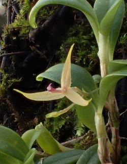 orchid-a-day:  Andinia vestigipetalaSyn.: Pleurothallis vestigipetala; Lueranthos vestigipetalusJanuary 26, 2019 