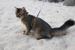 trekupmysleeve:  x-file:  catazoid:  As promised, here are some pictures of Lyalya’s first walk outside! Look at the bushy little squirrel tail :D the sandpit was her favorite spot! She was extremely excited and threw sand all over the place  this is