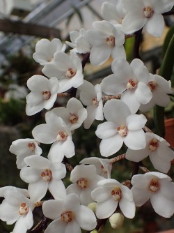 orchid-a-day:  Sarcochilus hartmanniiSyn,: Thrixspermum hartmannii; Sarcochilus rubricentrus; Thrixspermum rubricentrumMarch 29, 2019 