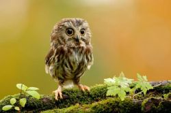 80sworld:  quite possibly the cutest collection of baby owls i’ve ever seen