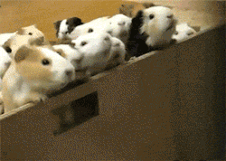 pinklikeme:  cuteness-daily:  RELEASE THE PIGS!  oh my goodness 