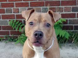 death-row-dogs:  TO BE DESTROYED 06/14/14Brooklyn Center - New YorkRuff ruff, my name is Missy. My Animal ID # is A1002120.I am a female tan and white pit bull mix. The shelter thinks I am about 1 YEAR I came in the shelter as a STRAY on 06/05/2014 from