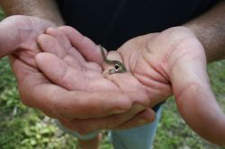 awwww-cute:  A tiny snake 