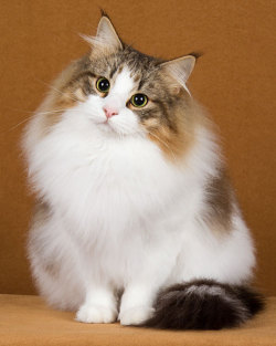 prokopetz:  eviscerateyoungcaptain:  Norwegian fairy cats  The fun thing about Norwegian forest cats (also known as Norwegian fairy cats, as noted here) is that they’re not just fluffy. They’re also some of the buffest cats around - there’s twenty