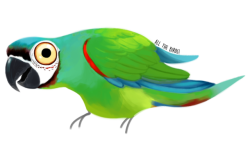 allthedamnbirds:  Chestnut-fronted Macaw   Ara severus   #290Thanks for the commission!