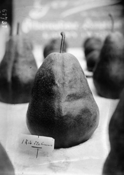 Exposition d'horticulture au Jardin d'acclimatation à Paris, une poire d'1 kilo 220 grammes, 1920.