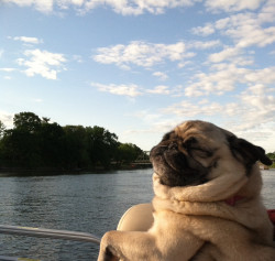 Aww he looks so happy on the boat with the wind blowing through his fur :)