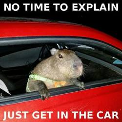 joejoe-the-capybara:  #tbt to that time I started seeing this all over the Internet! 