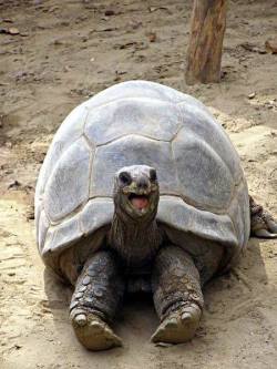 slither-and-scales:  Giant Tortoise is happy!