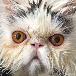 catsofinstagram:  From @tipperandco: “Booba became the victim of the shave/bathe weekend project.” #catsofinstagram [source: https://ift.tt/2QwYYKz ]