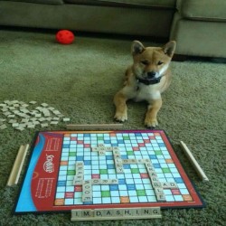 humanistichufflepuff:  randomconfusedwriter:   I told my husband to play with our puppy more. He sent me this.  Ok, can we just take a minute to appreciate how much work went into this? Keeping the puppy there, writing “Your dog really loses scrabble
