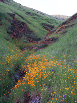 fornicating:  Fresno County Wildflowers 2-05-2006 by Sierra Sunrise 