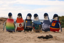 sixpenceee:109-year-old Australian Alfred Date has been knitting since the 1930s and his latest endeavor was making mini sweaters for endangered penguins