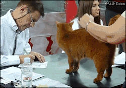 4gifs:A Somali Red cheats at a cat show by getting cozy with the judge