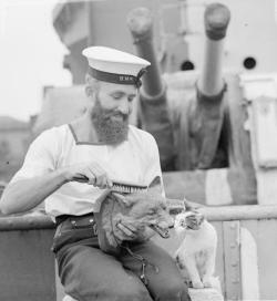 historicaltimes:  “Torps” , the cat mascot of the hunt class destroyer HMS Haydon, checking out the ship’s fox mask which was presented by the Haydon Hunt, and hangs in the wardroom. 12th October 1943, Taranto, Italy. via reddit Keep reading
