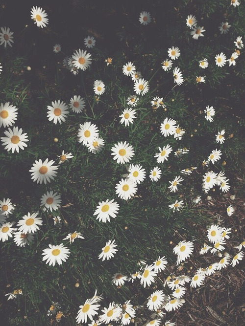 Black Floral Background Tumblr ·①
