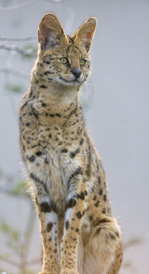  Standing serval (by Tambako the Jaguar) 